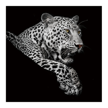 Oppidan Home "Leopard in Black and White" Acrylic Wall Art (40"H X 40"W)--1