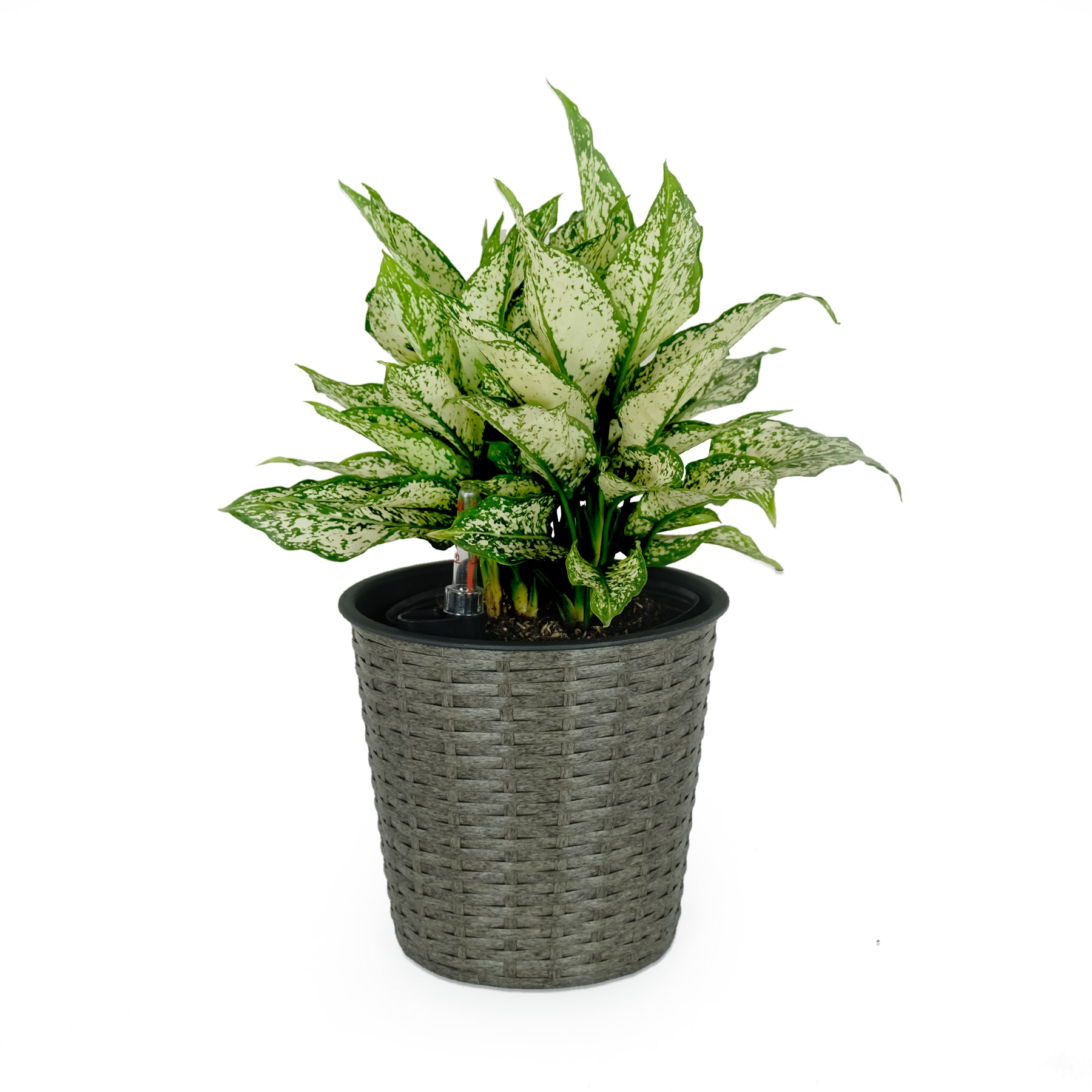 10.2" Self-watering Wicker Decor Planter for Indoor and Outdoor - Round - Grey--1