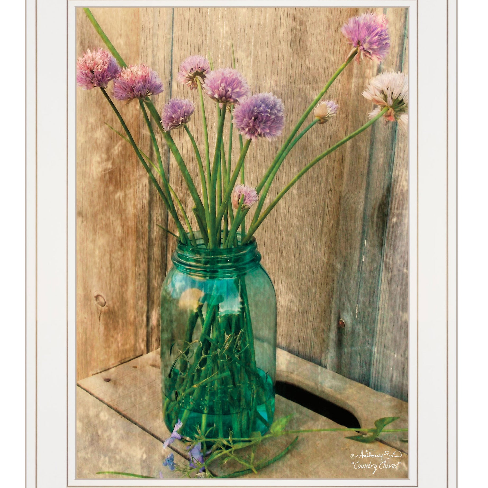 "Country Chives" by Anthony Smith, Ready to Hang Framed Print, White Frame--1