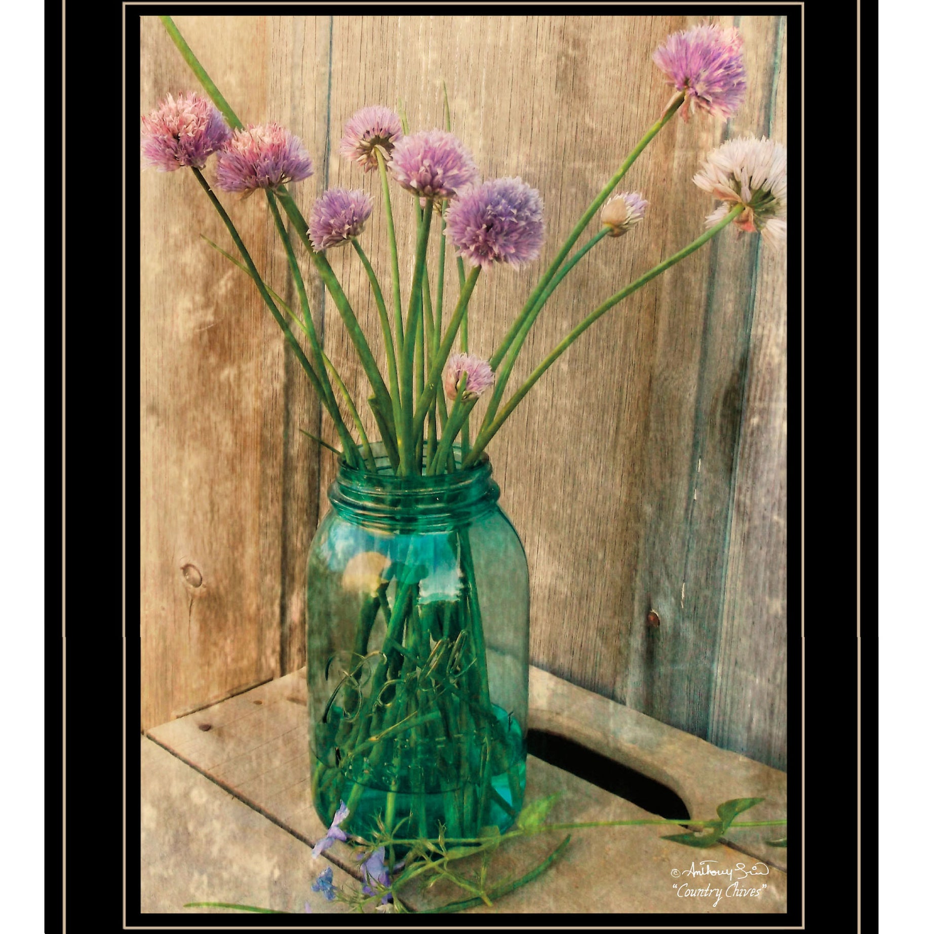 "Country Chives" by Anthony Smith, Ready to Hang Framed Print, Black Frame--1