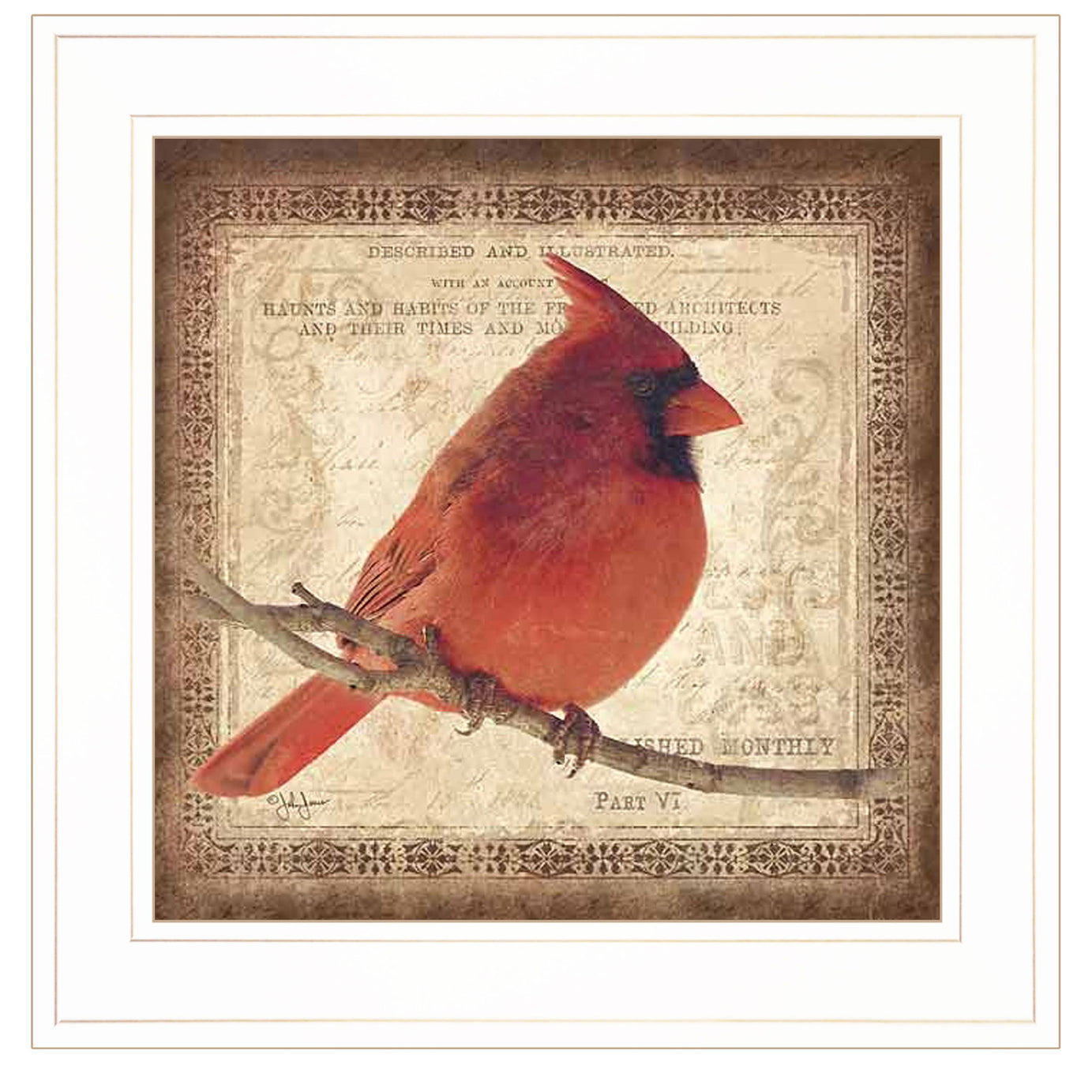 "Male Cardinal" by Artisan John Jones, Ready to Hang Framed Print, White Frame--1