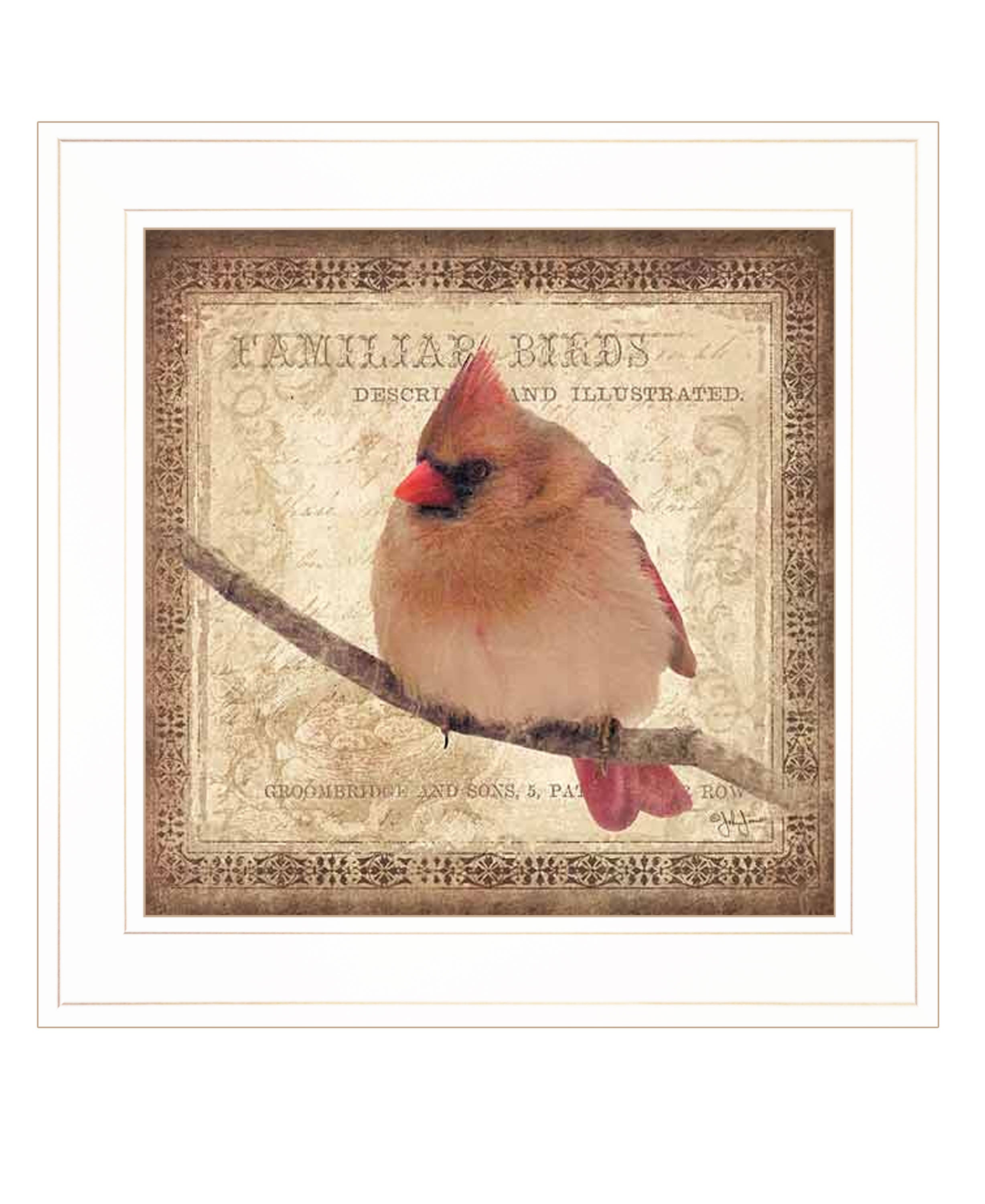 "Female Cardinal" by Artisan John Jones, Ready to Hang Framed Print, White Frame--1