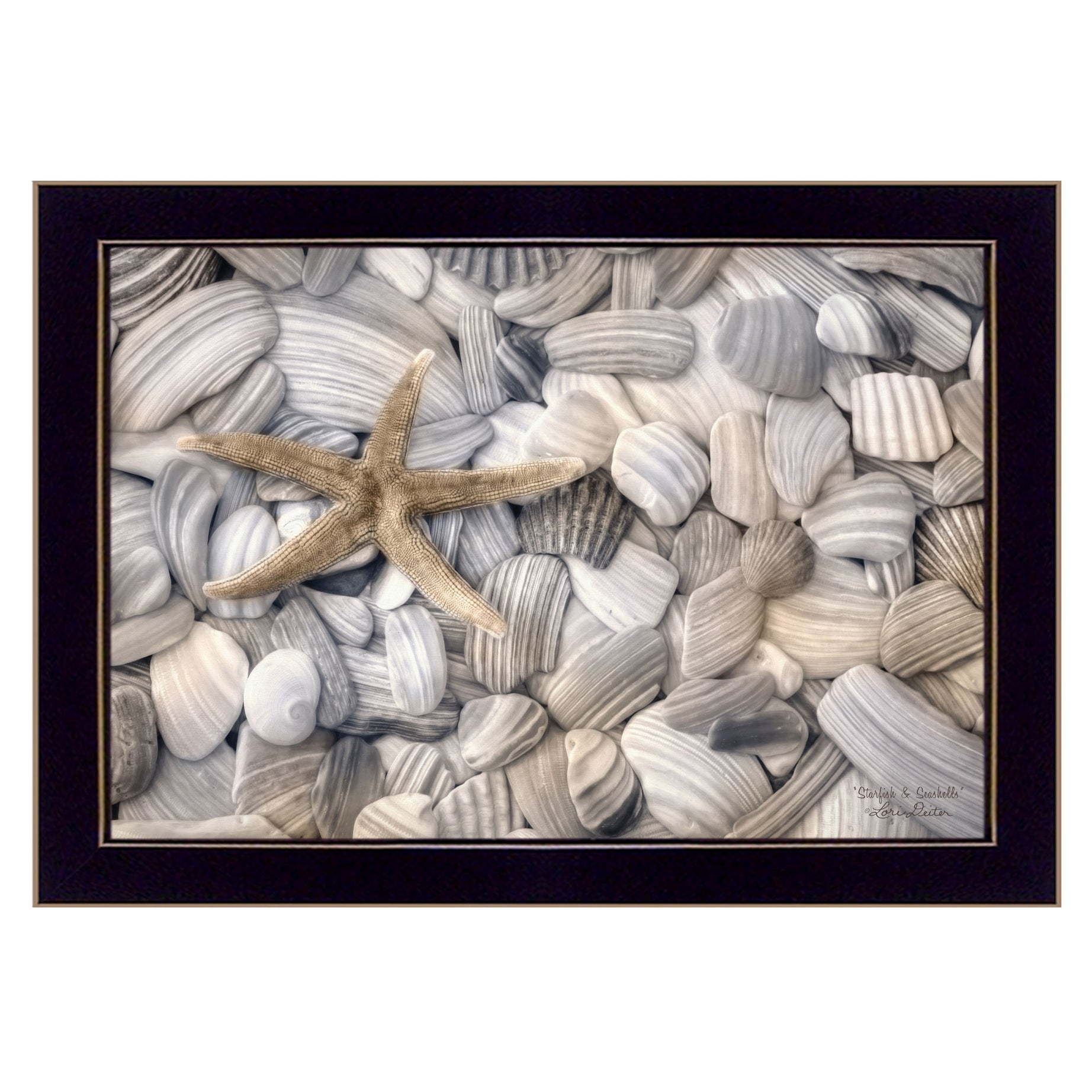 "Starfish and Seashell" By Lori Deiter, Printed Wall Art, Ready To Hang Framed Poster, Black Frame--1