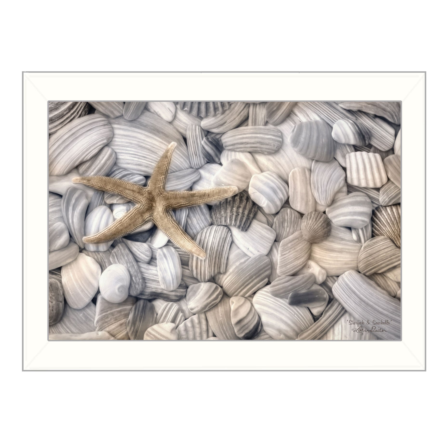 "Starfish and Seashell" By Lori Deiter, Printed Wall Art, Ready To Hang Framed Poster, White Frame--1