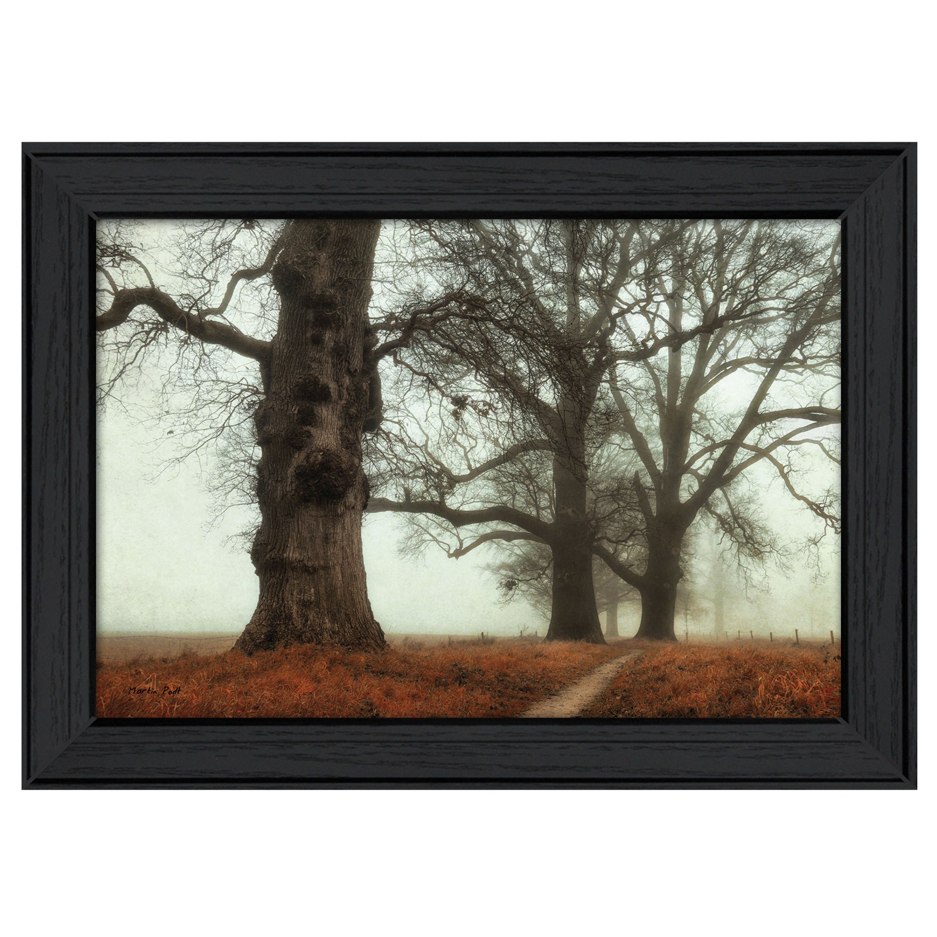 "Misty Trees" By Martin Podt, Printed Wall Art, Ready To Hang Framed Poster, Black Frame--1