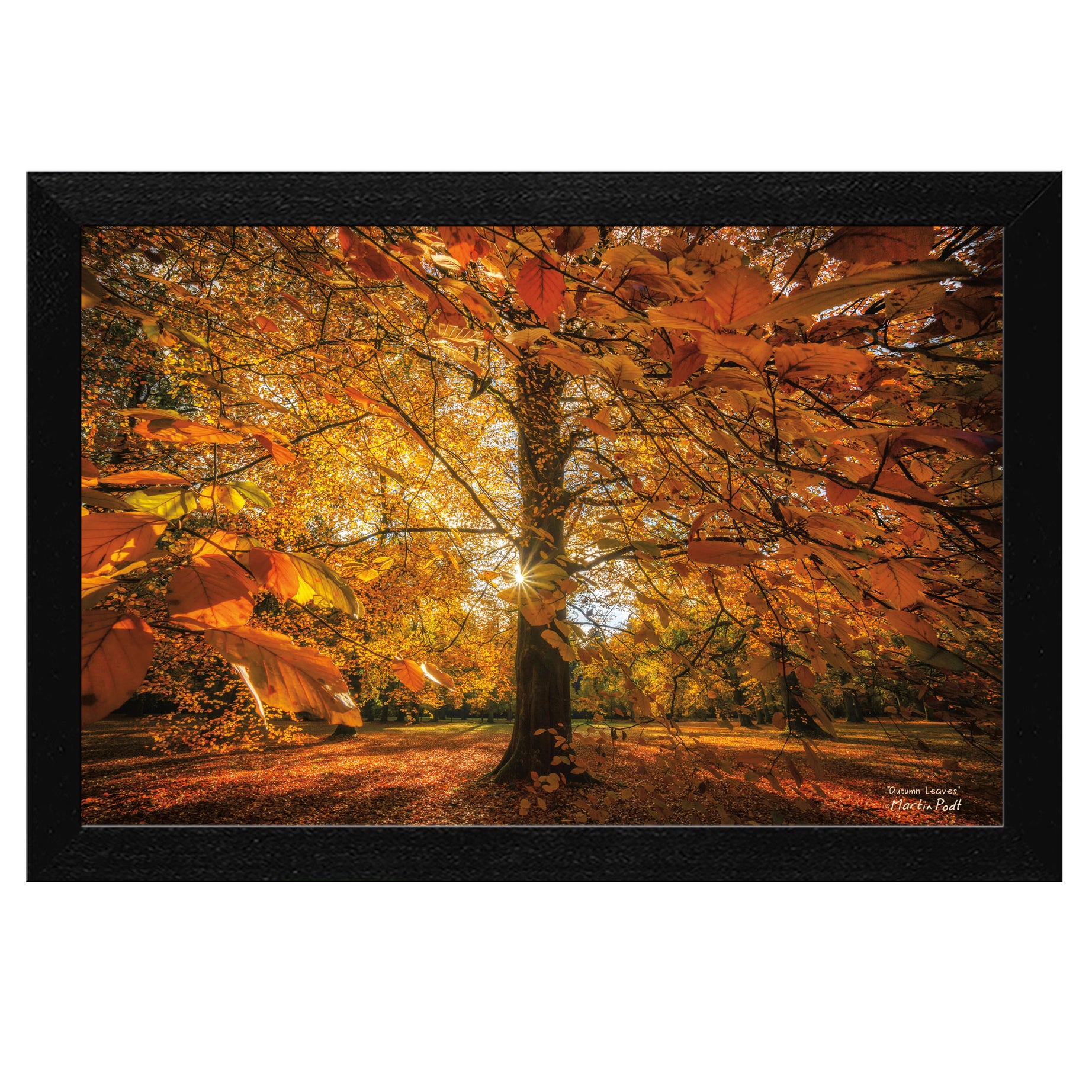 "Autumn Leaves" by Martin Podt, Ready to Hang Framed Print, Black Frame--1