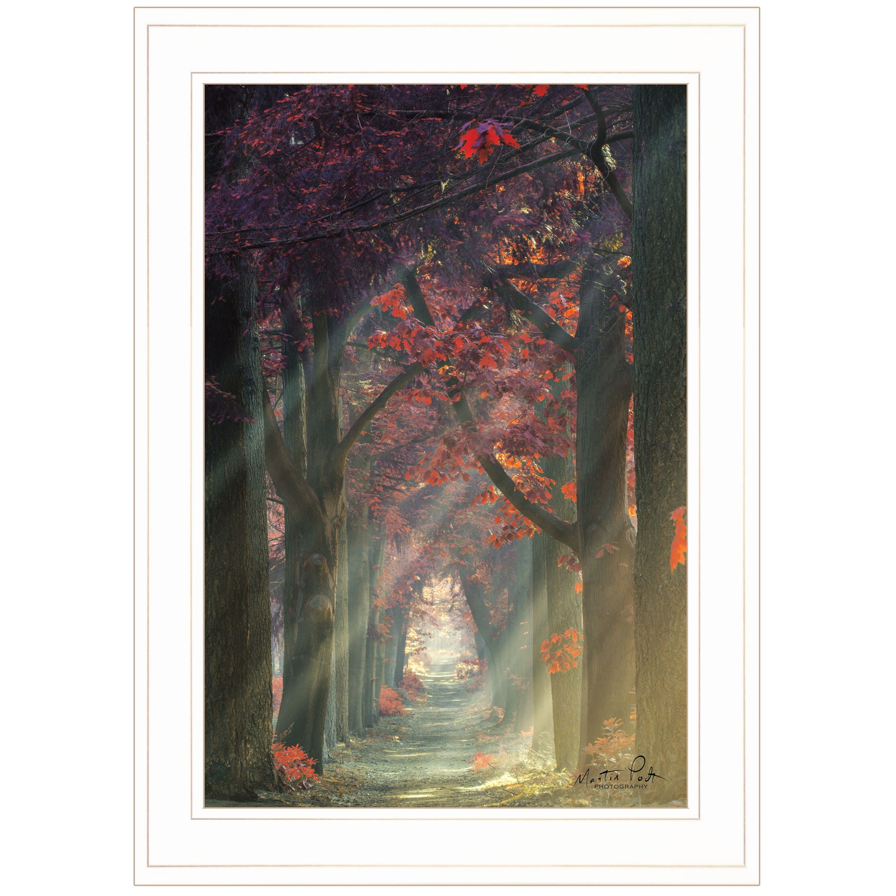 "Path of Happiness" by Martin Podt, Ready to Hang Framed Print, White Frame--1