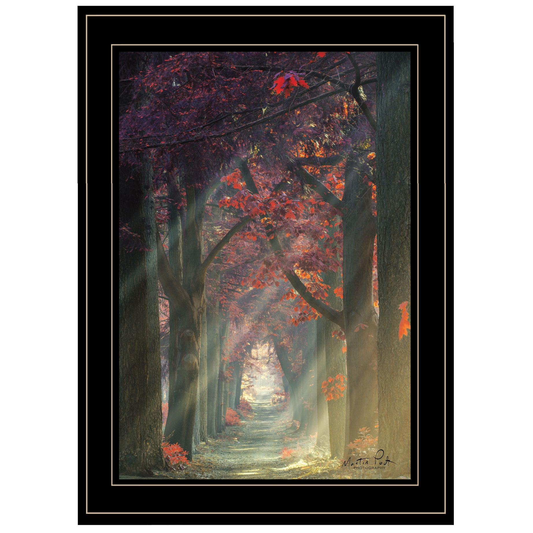 "Path of Happiness" by Martin Podt, Ready to Hang Framed Print, Black Frame--1