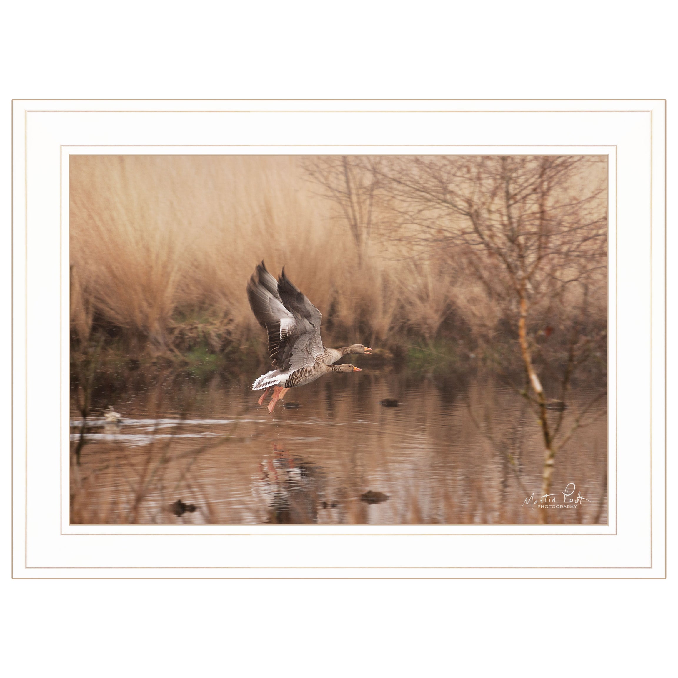 "Fly Away" By Martin Podt, Ready to Hang Framed Print, White Frame--1