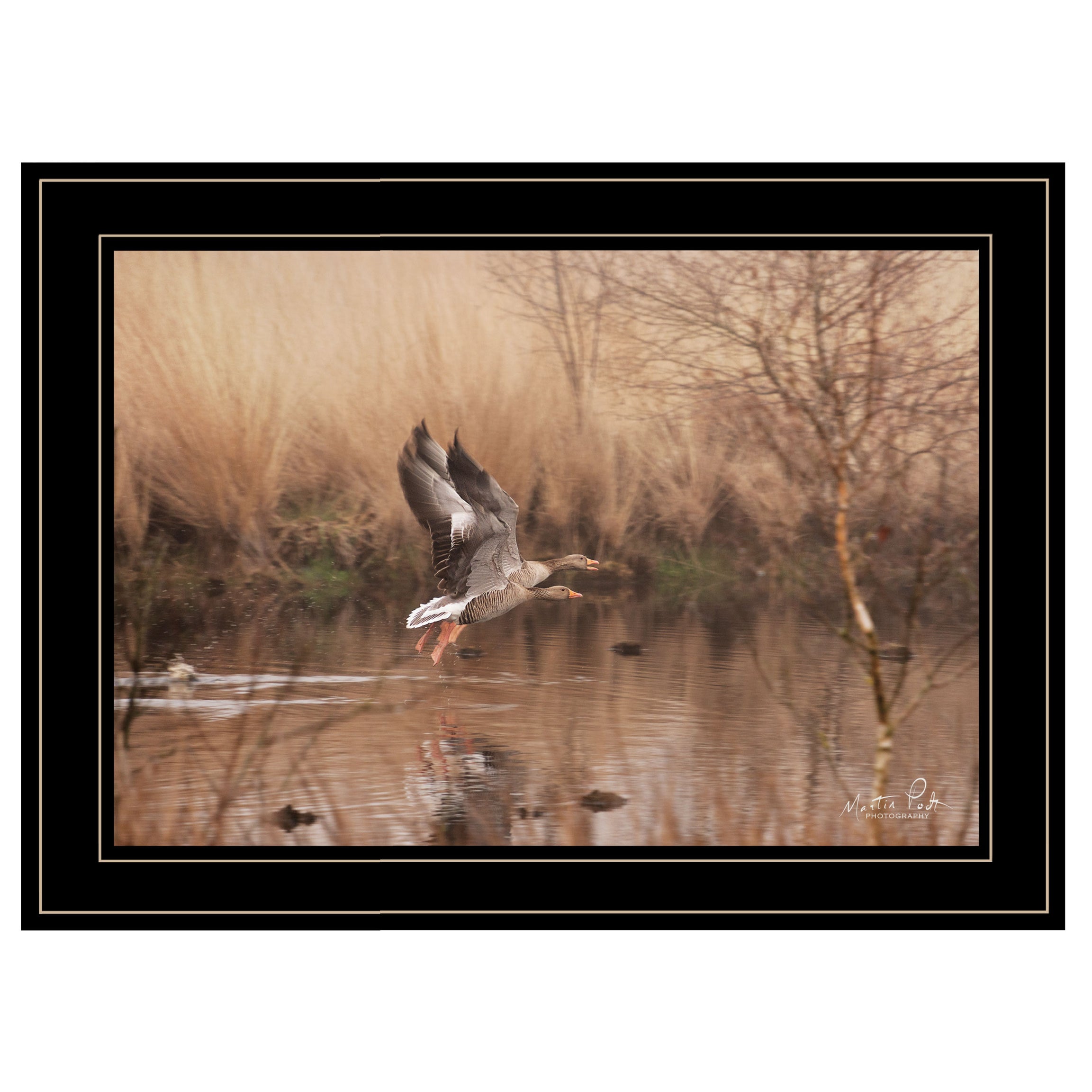 "Fly Away" By Martin Podt, Ready to Hang Framed Print, Black Frame--1