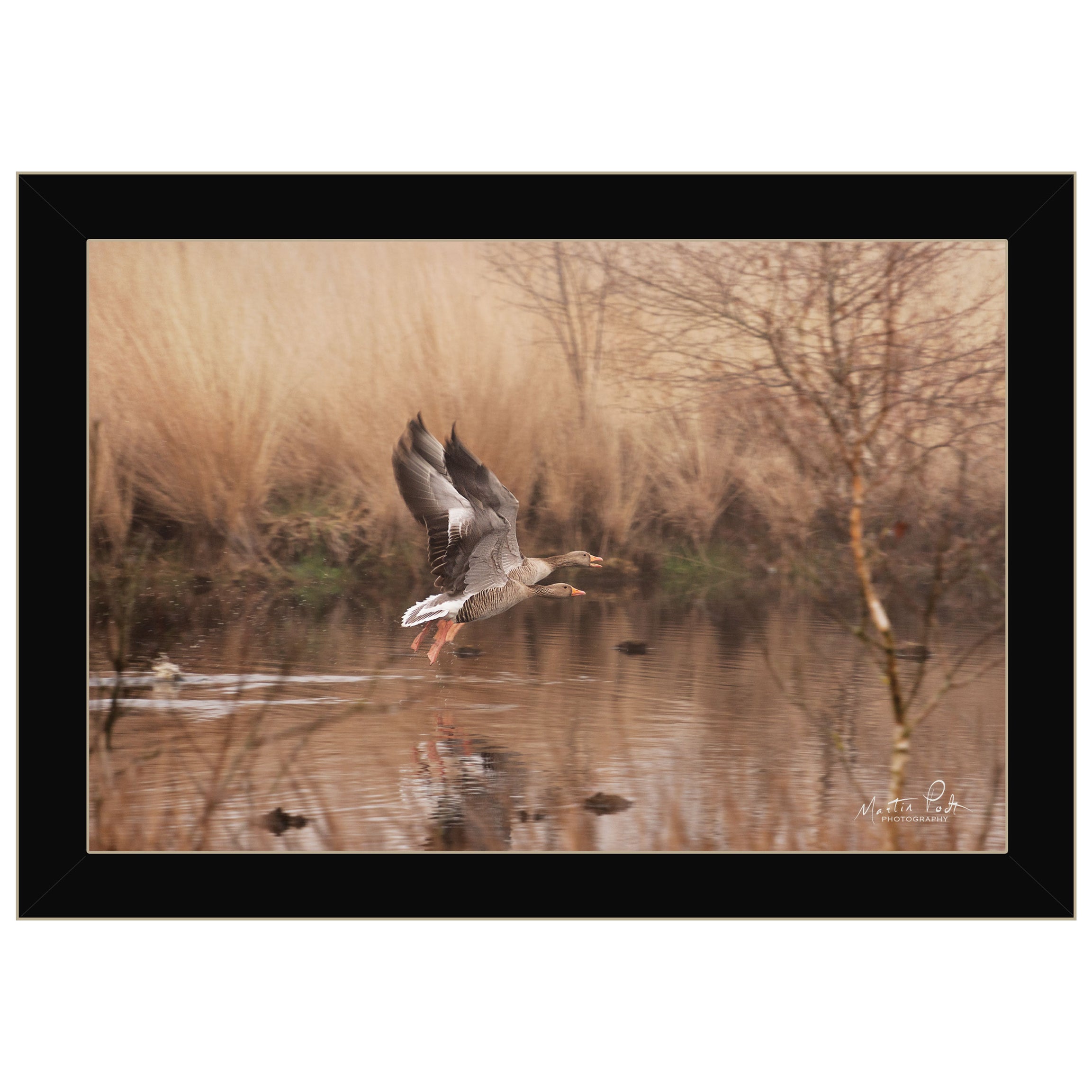 "Fly Away" By Martin Podt, Ready to Hang Framed Print, Black Frame--1